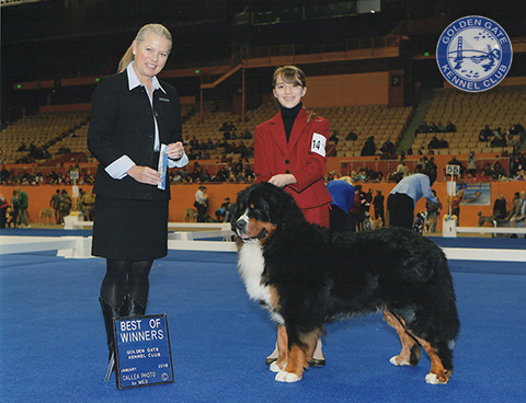 BMDCA Specialty Rhapsody Bernese Mountain Dogs Bernese Dog Puppy Breeder in California puppies