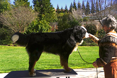 Rhapsody Bernese Mountain Dogs Bernese Dog Puppies Sale California